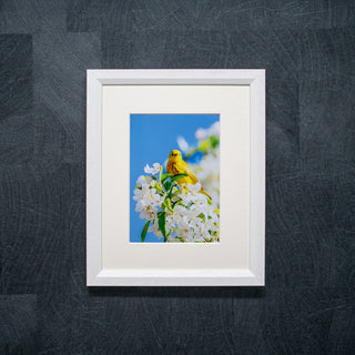 Framed picture of a yellow bird on white flowers against a blue sky, mounted on a textured dark wall in a white wood frame