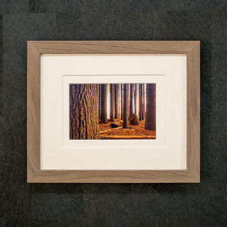 Framed photograph of a forest scene with sunlight filtering through trees on a dark textured wall in a walnut brown wooden frame